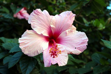 fioritura