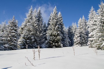 winter in the forest