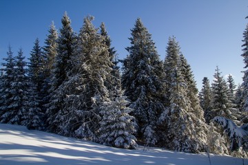 winter in the forest