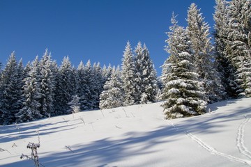 Fototapeta na wymiar winter in the forest