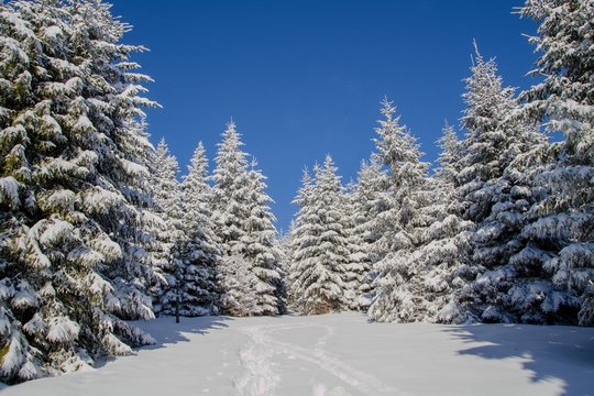 Fototapeta winter in the forest