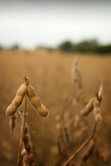 Soy Bean Field black and white