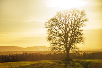 Obraz premium Eiche mit stimmungsvollem Himmel