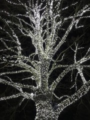 Tree and branches illuminated with white Christmas lights, taken at night 