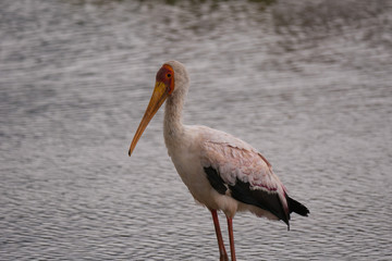 Yellow-billed Storks in Lake Manyara National Park, Tanzania