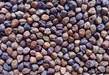 Chickpea a Dry Natural Food Vegetable