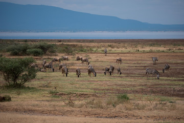 Fototapeta na wymiar Wildebeest in Lake Manyara National Park, Tanzania