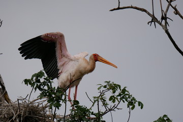 Yellow-billed Storks in Lake Manyara National Park, Tanzania