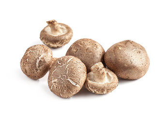 shiitake mushroom isolated on white background