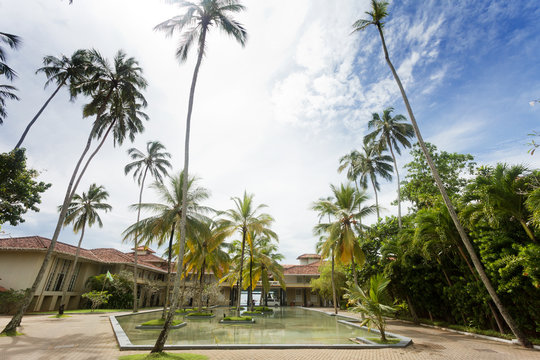 Sri Lanka - Ahungalla - Huge palm trees at a resort