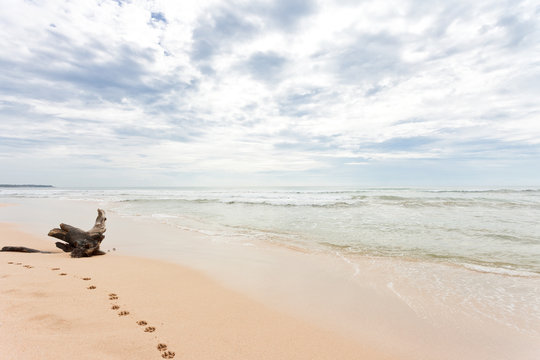 Sri Lanka - Ahungalla - A huge stump at the beach