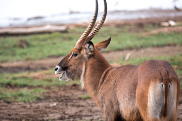Grant's Gazelle in Lake Nakuru, Kenya