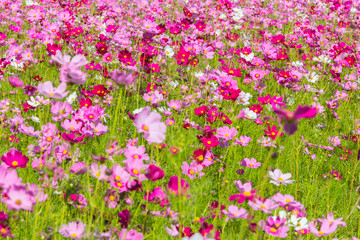 Pink white and red cosmos flowers garden,Blurry to soft focus and retro film look new color modern tone.