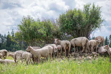 Naklejka na ściany i meble The herd of sheep standing on small hill of rocks under trees, hiding from sun rays and eating grass 