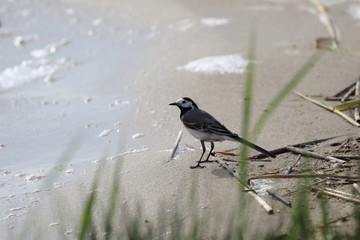 Wagtail looking for food on the lake in the sand. Ukraine. 2017