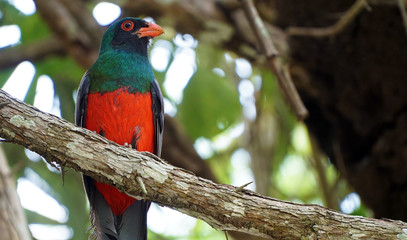 Lattice-Tailed Trogon In Tikal Guatemala