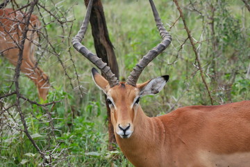 Naklejka na ściany i meble Grant's Gazelle in Lake Nakuru, Kenya