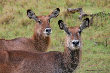 Defassa Waterbuck in Lake Nakuru National Park, Kenya