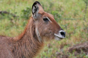 Defassa Waterbuck in Lake Nakuru National Park, Kenya