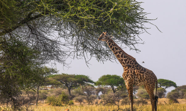 Giraffe in Tarangire National Park, Tanzania