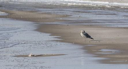 Gull at the sea