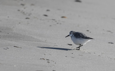 Winter Bird