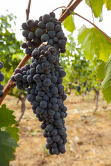 ripe red grape clusters on the vine