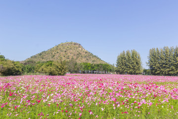 Pink white and red cosmos flowers garden,Blurry to soft focus and retro film look new color modern tone.