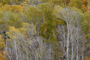 Aspens in Inyo National Forest, Sierra Nevada Range, California