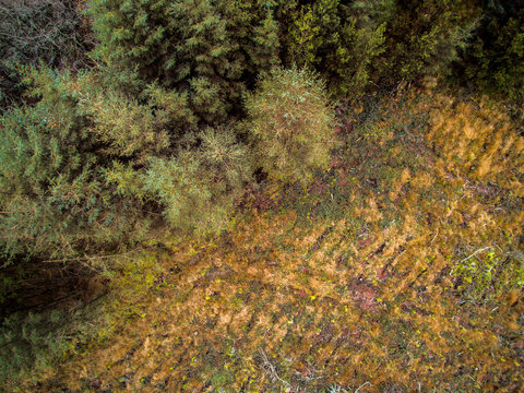 Irish forest from above.