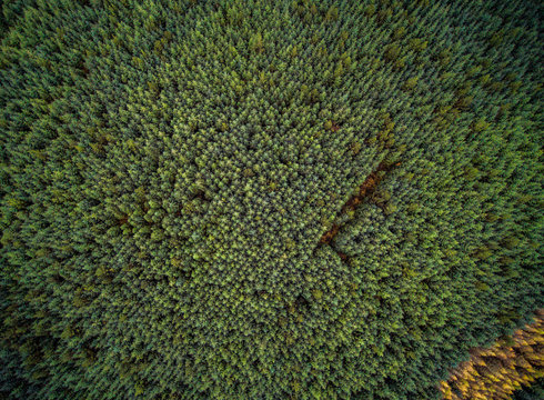 Irish forest from above.