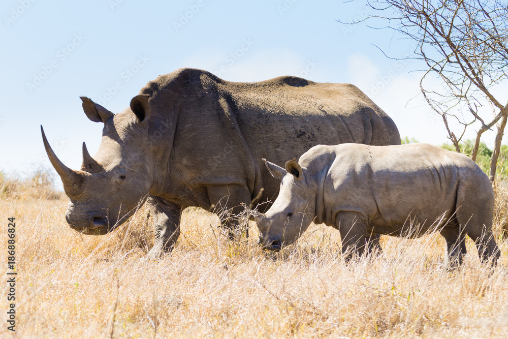 Wall mural white rhinoceros with puppy, south africa