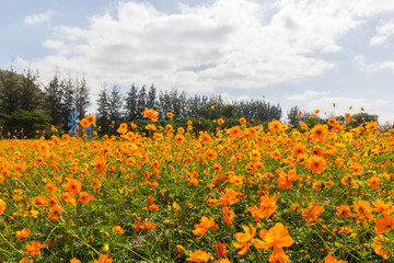 Yellow cosmos flowers in the garden and blurred soft background. 
