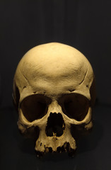Skull