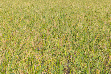 rice on hand in paddy field.