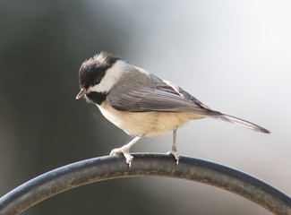 Carolina Chickadee