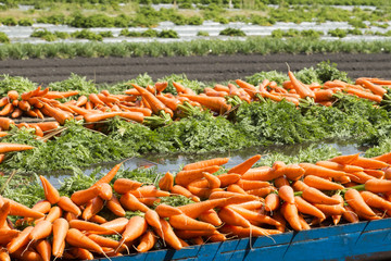 Fresh carrots from the farm