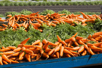 Fresh carrots from the farm