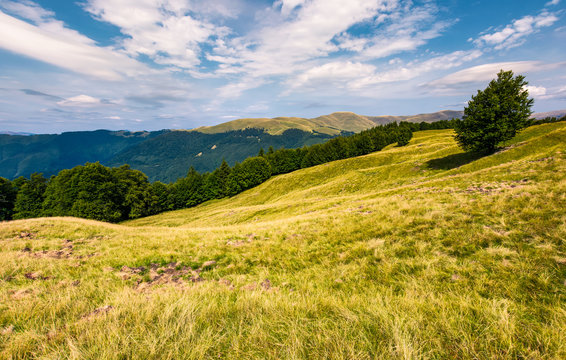 gorgeous weather over grassy slopes of Carpathians. wonderful mountain landscape with beech forests on hillside in summer time. Location Svydovets mountain ridge, Ukraine