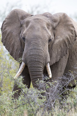 Fototapeta na wymiar Close-up of a dirty elephant tusk, ear, eye and nose