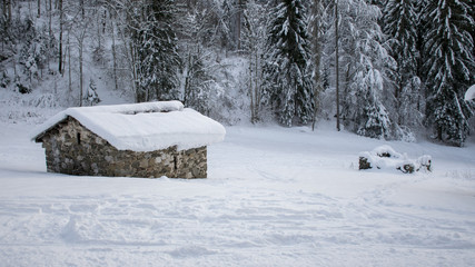 Foresta innavata