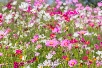 Pink white and red cosmos flowers garden.