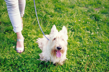 White dog and foots of its owner