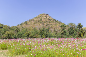 cosmos flowers garden and mountains