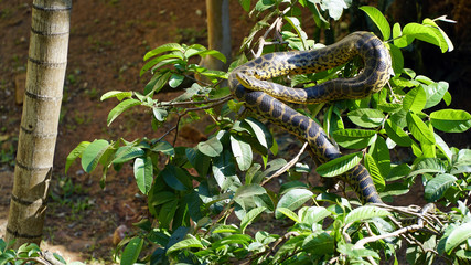 Snake on the Tree in Amazon Rainforest
