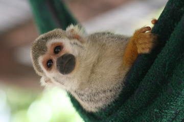 Monkey in the Surinam jungle