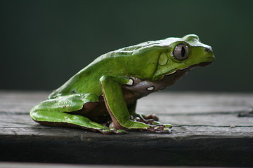 Frog in the Surinam jungle