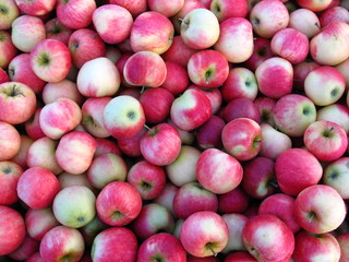 Äpfel