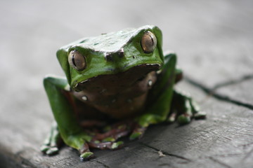 Frog in the Surinam jungle