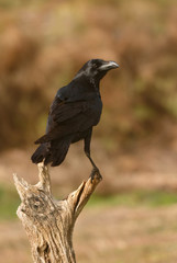 Brigh black plumage of a crow